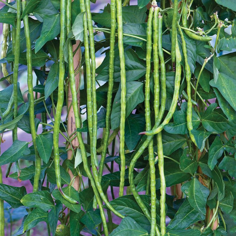 Yardlong Beans