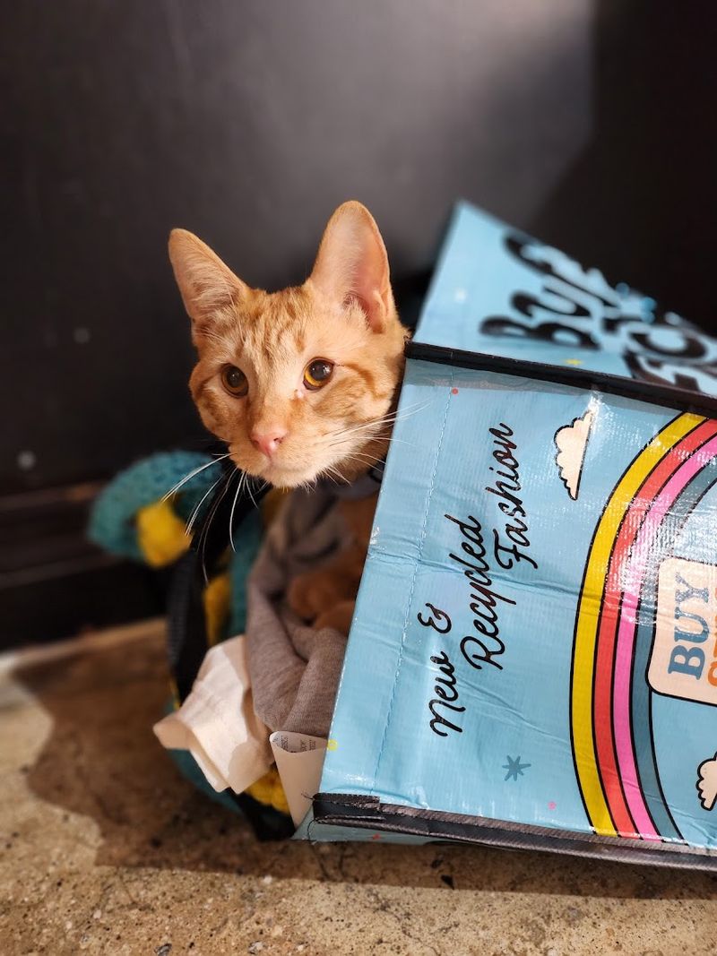 Cat Treat Bags That Unlock a World of Furry Friends