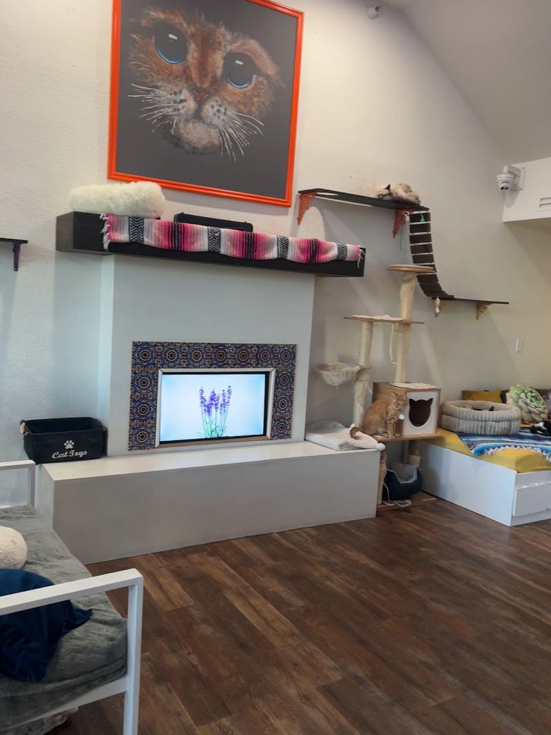 This Arizona Cat Cafe Has Become The Kind Of Wholesome Hidden Gem Animal Lovers Can't Stop Talking About 11 What the Vibe Feels Like Once You Step Inside