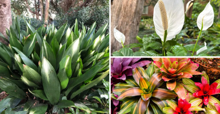 Shade-Tolerant Plants That Grow Beautifully in Florida Yards