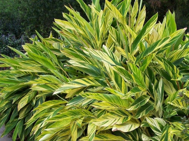 Variegated Ginger