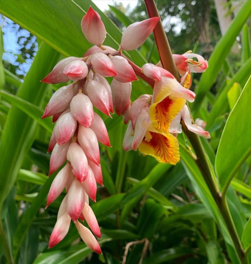 Shell Ginger