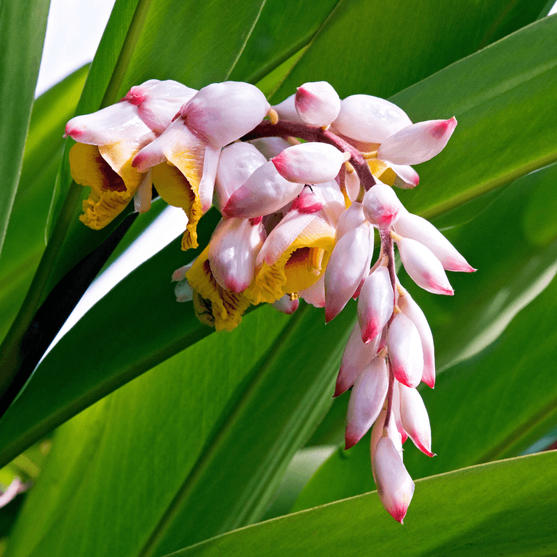 Shell Ginger