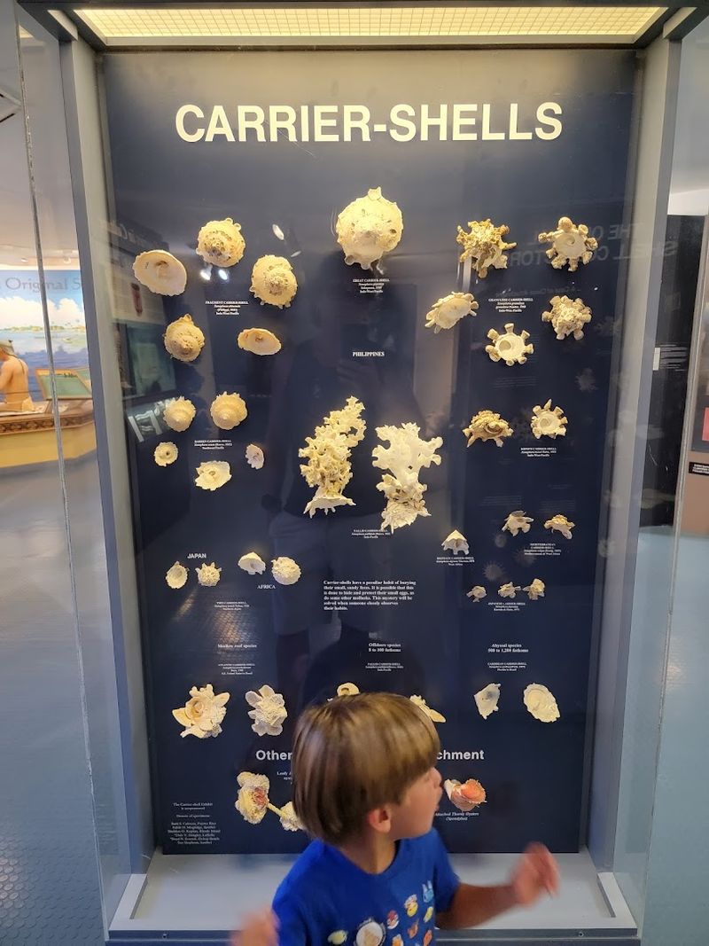 The Scavenger Hunt: Turning Kids Into Shell Detectives