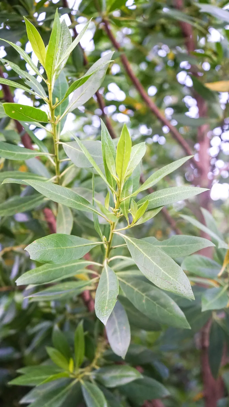 Heat-Tolerant Shrubs That Keep Florida Yards Looking Lush 12 Green Buttonwood