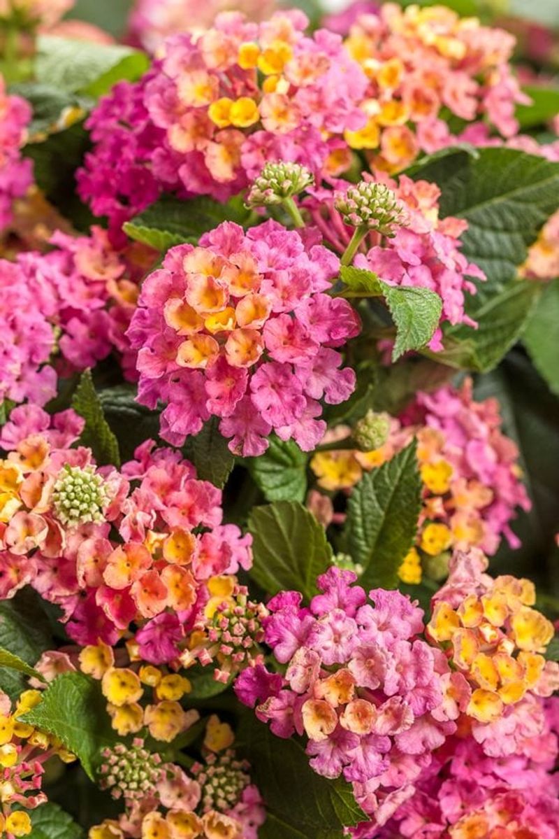 Lantana