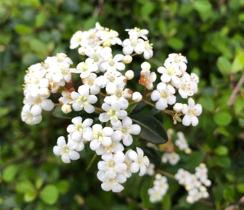 Walter's viburnum