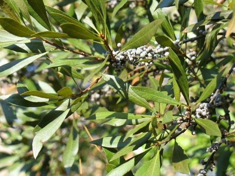 Wax myrtle