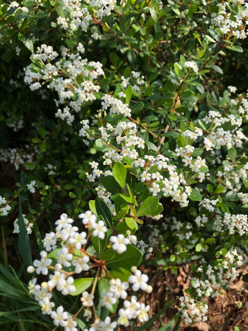 Walter's viburnum