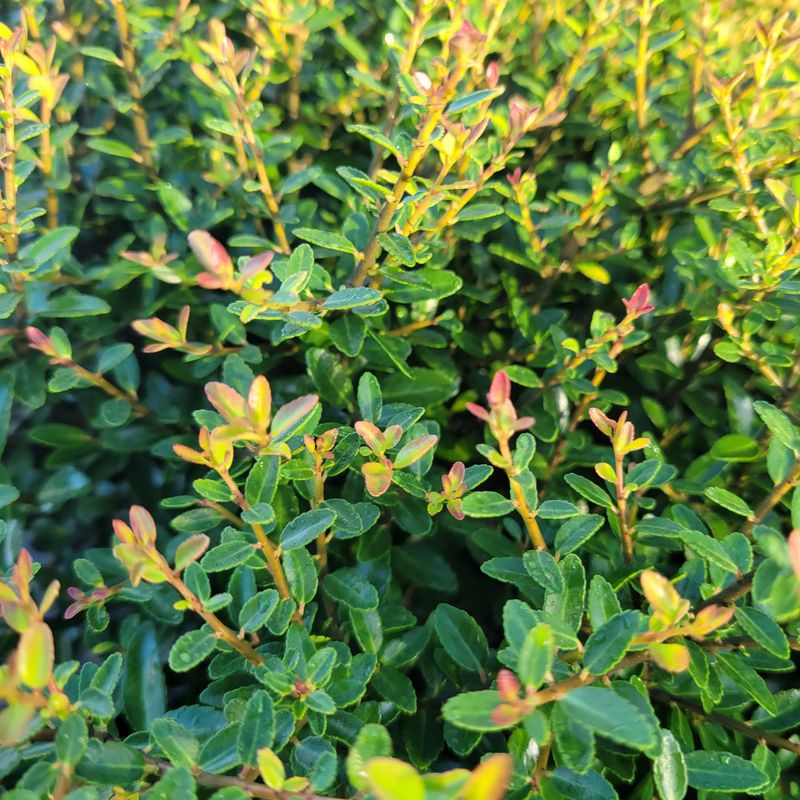 Plants That Thrive in Florida’s Coastal Soil and Salty Air 10 Dwarf Yaupon Holly