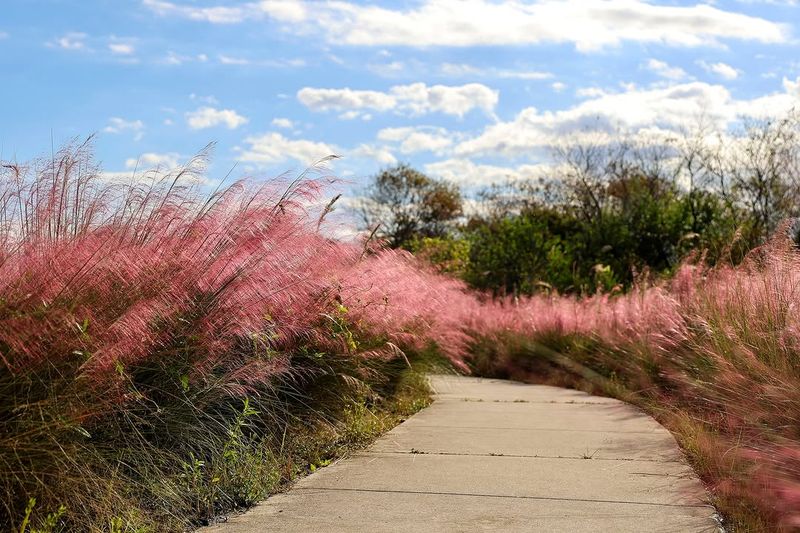 Muhly Grass
