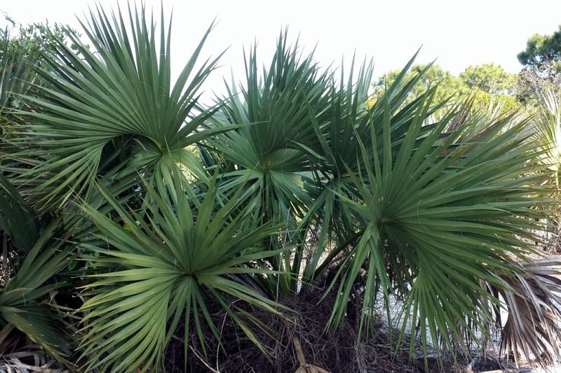 Saw Palmetto