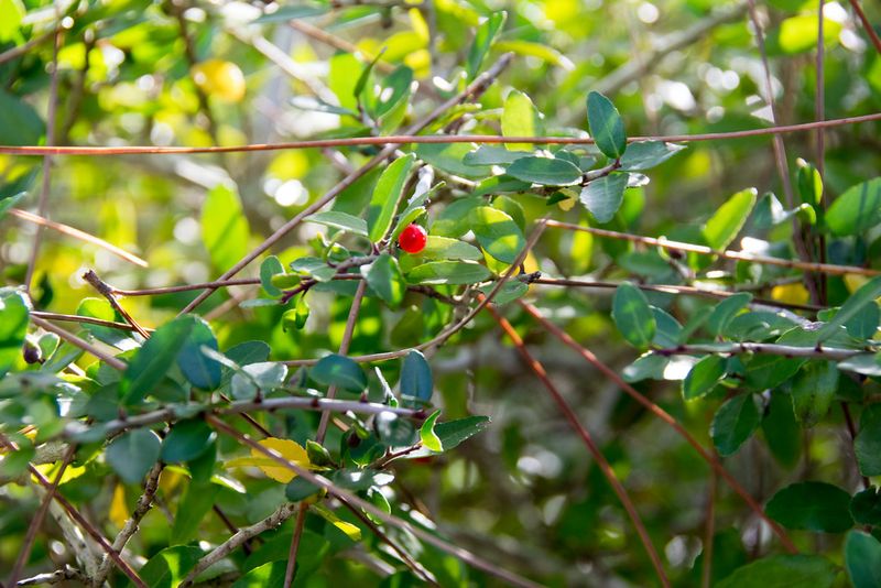 Yaupon Holly (Ilex vomitoria)