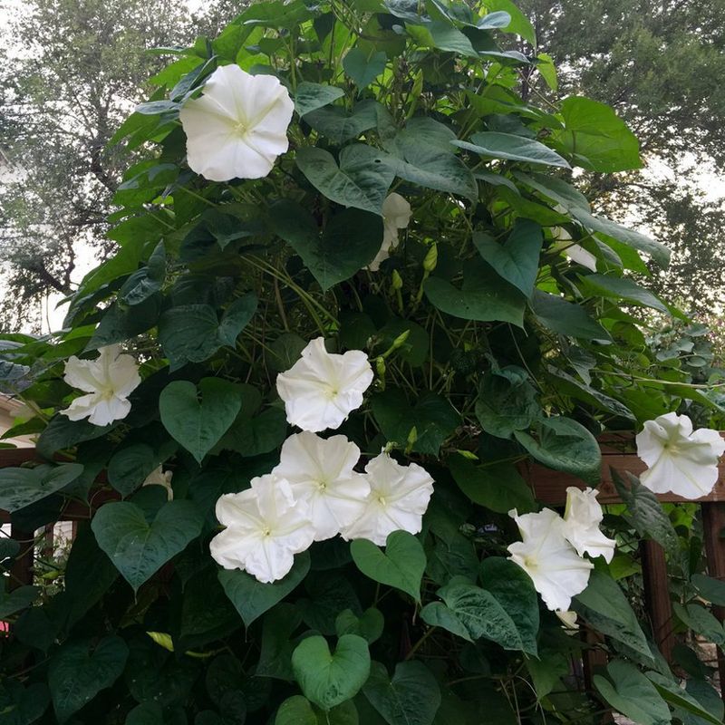 Moonflower (Ipomoea alba)