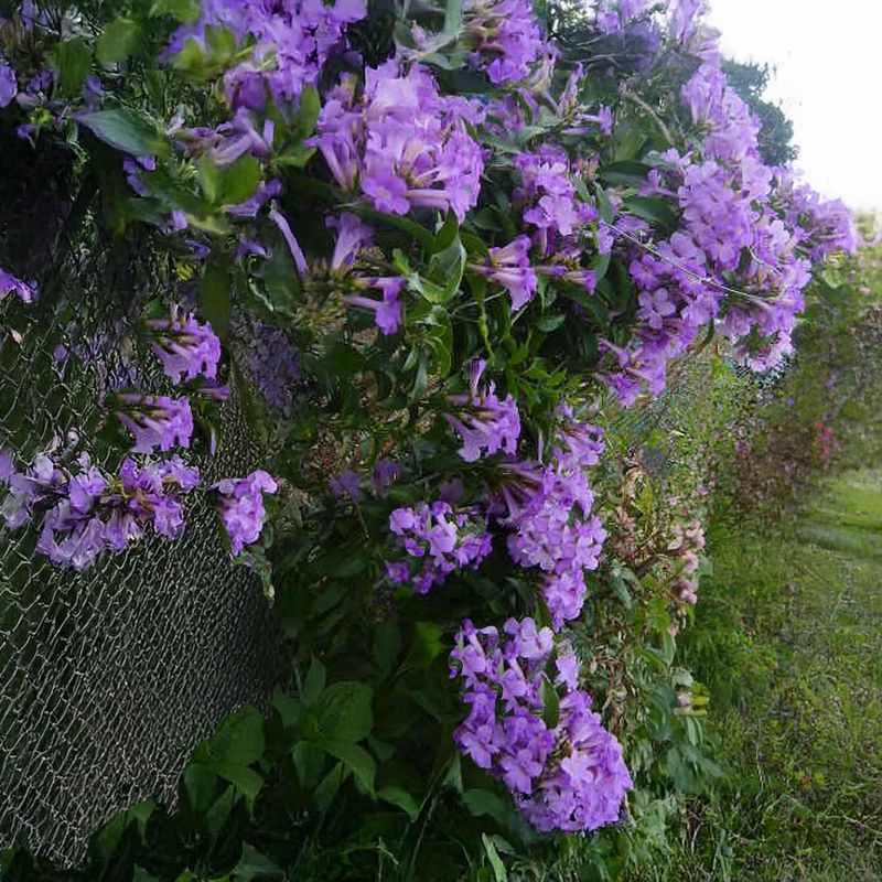 Flowering Vines That Climb Beautifully in Florida Heat 10 Garlic Vine