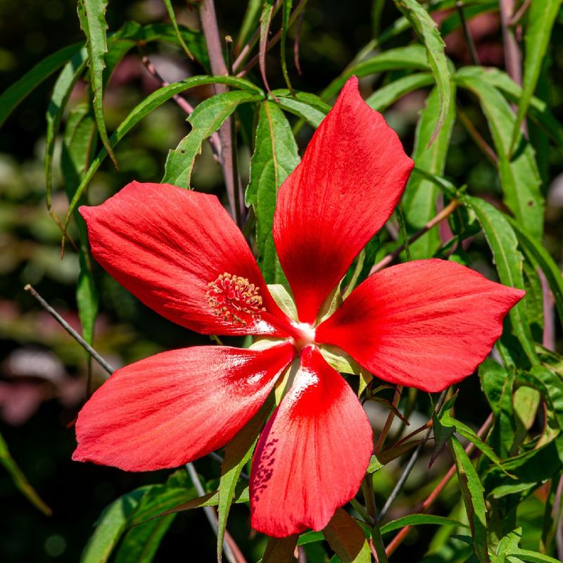 Scarlet Rosemallow Vine (Ipomoea hederifolia)