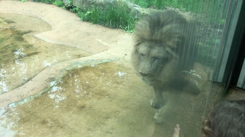 The Lion Exhibit and Training Sessions