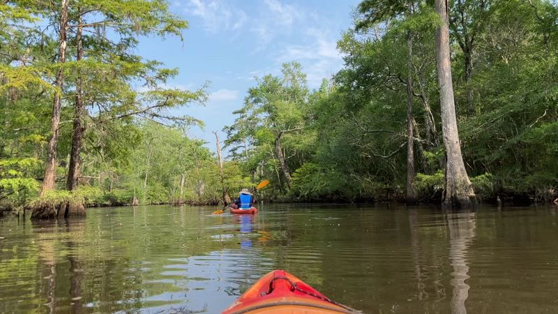 Kayaking and Paddle Boarding Through a Cypress Wonderland
