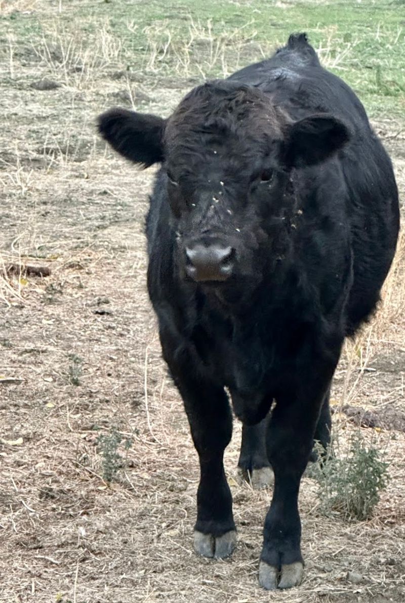 Local Ranches and Farm Life in Douglas County