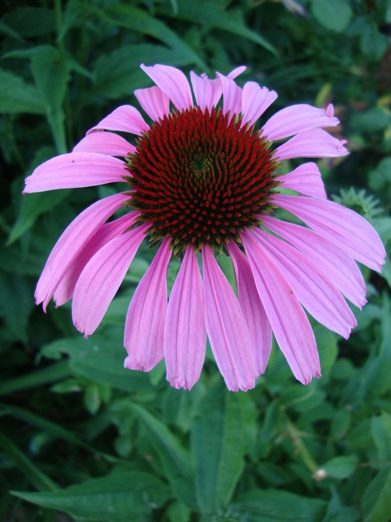 Coneflower