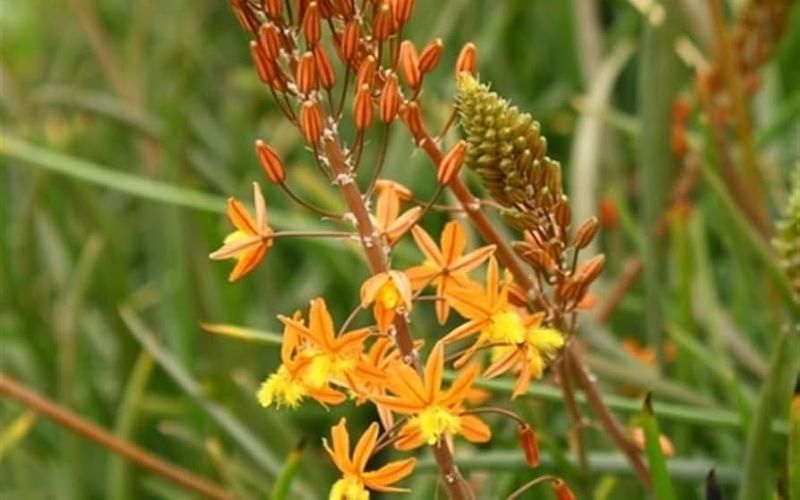 Bulbine