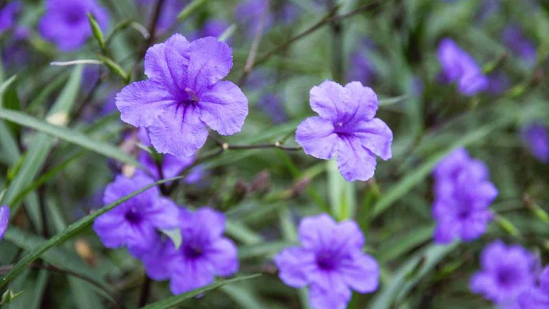 Ruellia