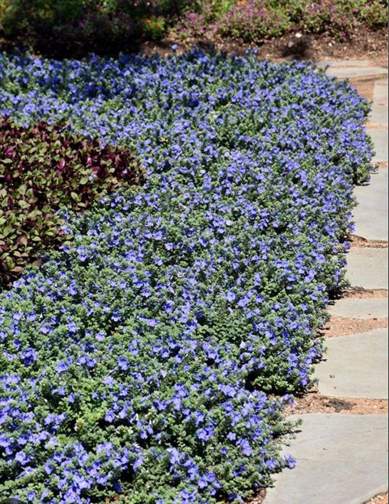 Compact Plants That Fit Perfectly Into Small Florida Garden Spaces 8 Blue Daze