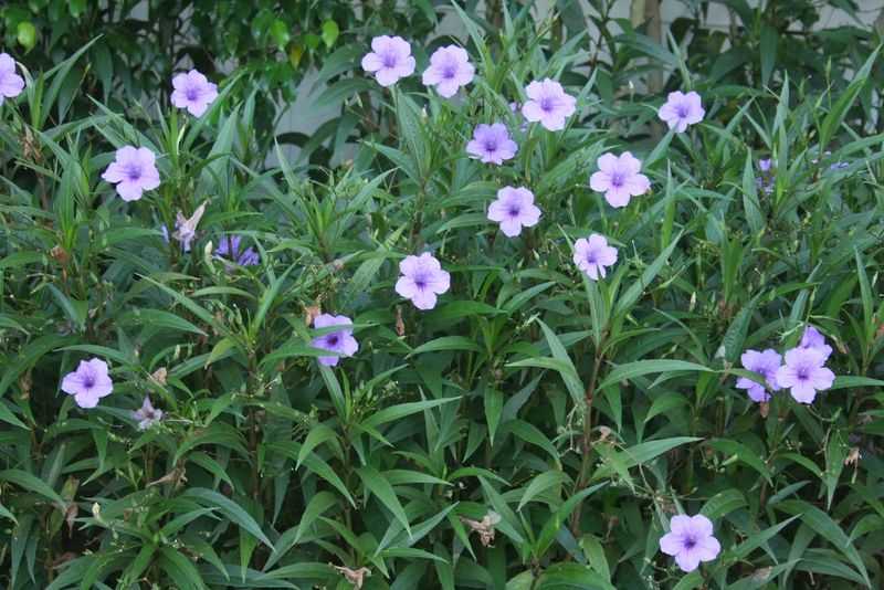 Ruellia