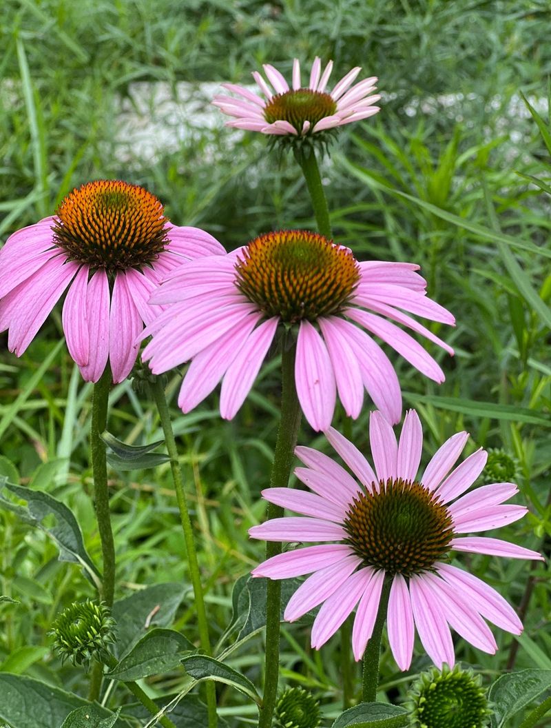 Coneflower