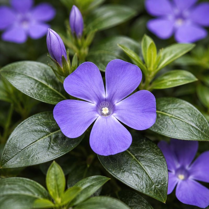 Periwinkle