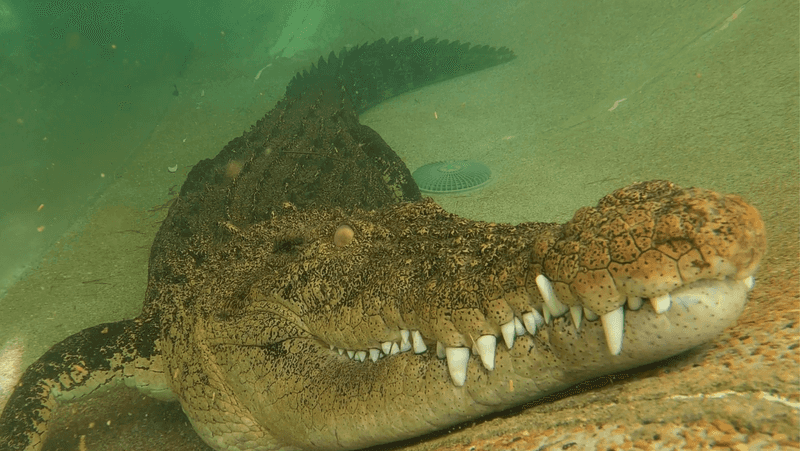 Phoenix Herpetological Sanctuary - Arizona