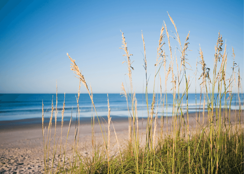 Plants That Thrive in Florida’s Coastal Soil and Salty Air 21 Sea Oats