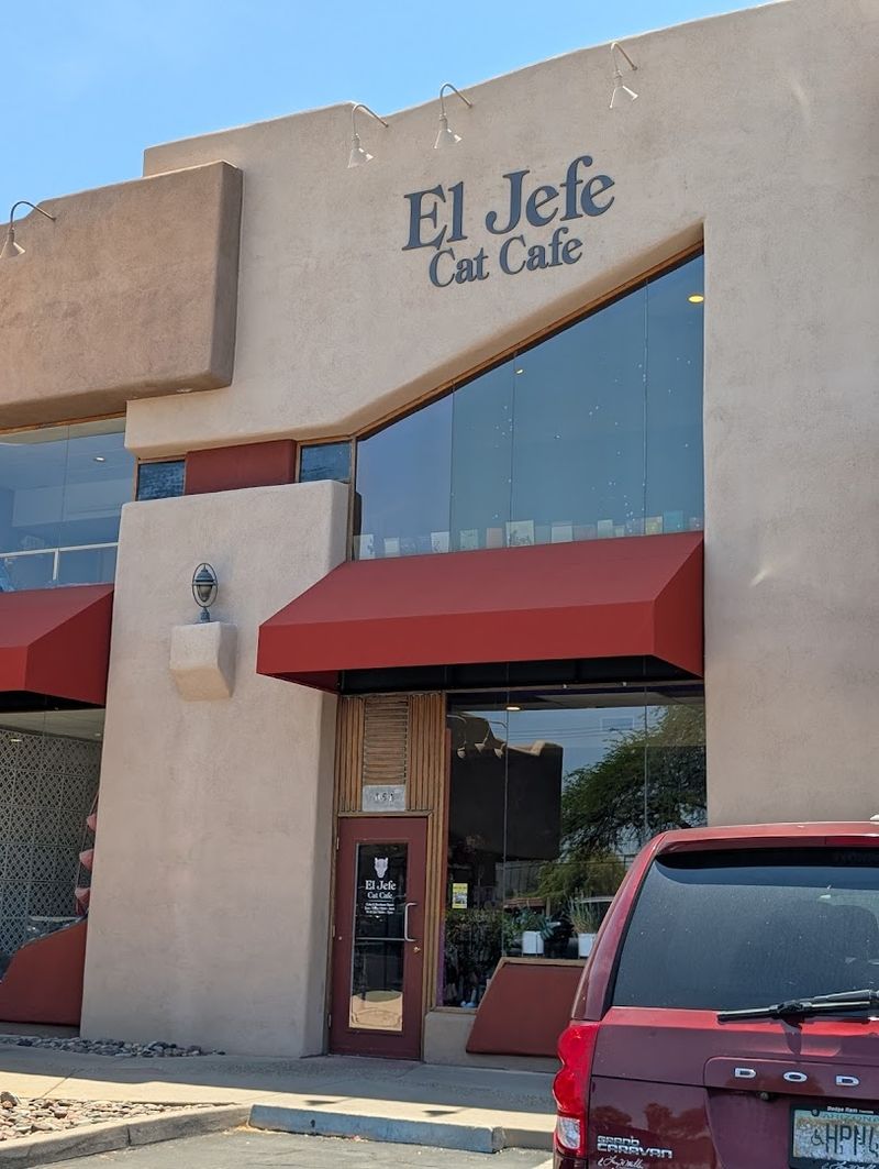 This Arizona Cat Cafe Has Become The Kind Of Wholesome Hidden Gem Animal Lovers Can't Stop Talking About 10 Seven Years of Female-Owned, Community-Driven Cat Rescue