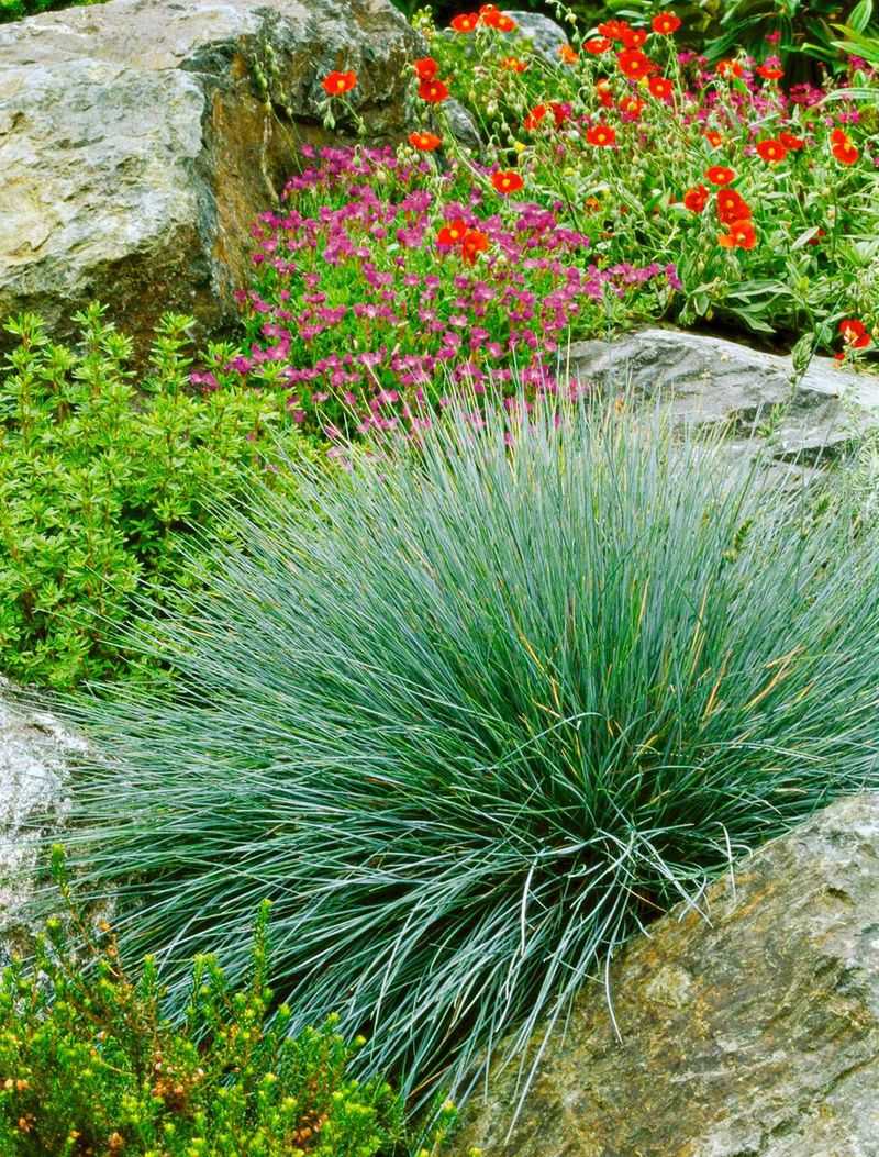 Compact Plants That Fit Perfectly Into Small Florida Garden Spaces 13 Blue Fescue