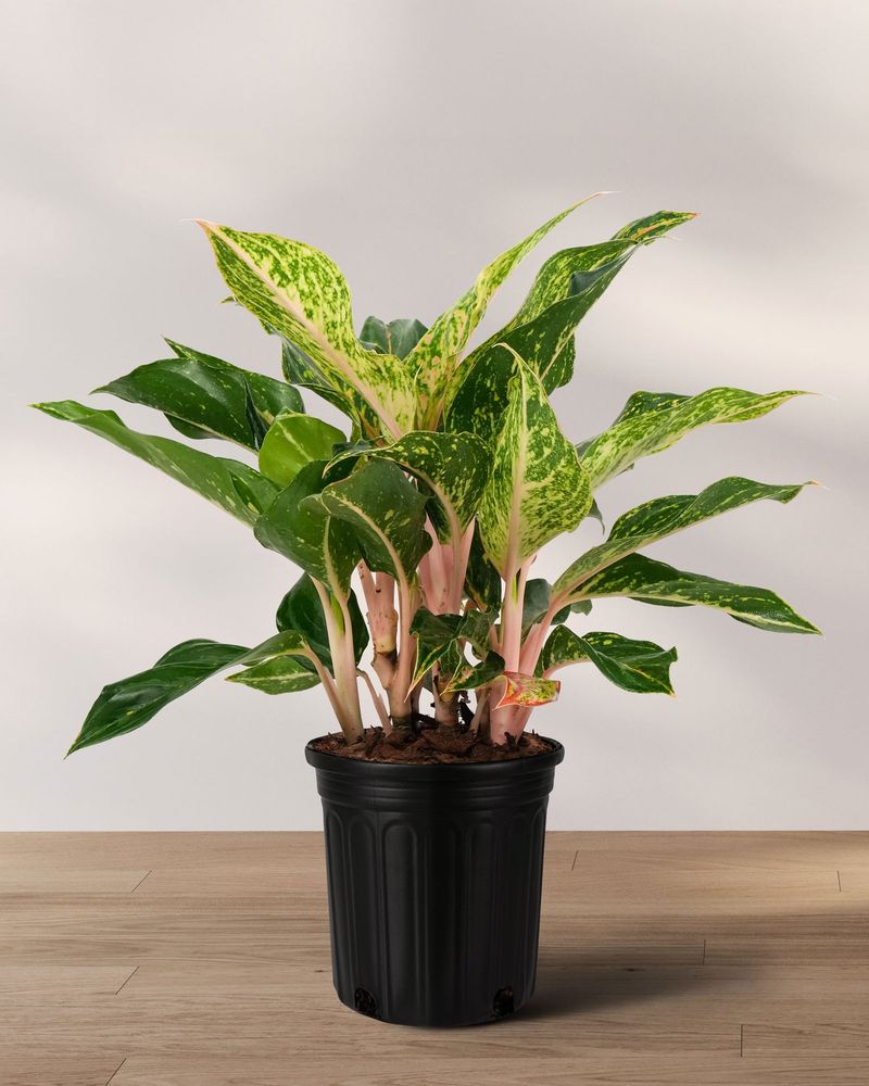 Chinese Evergreen