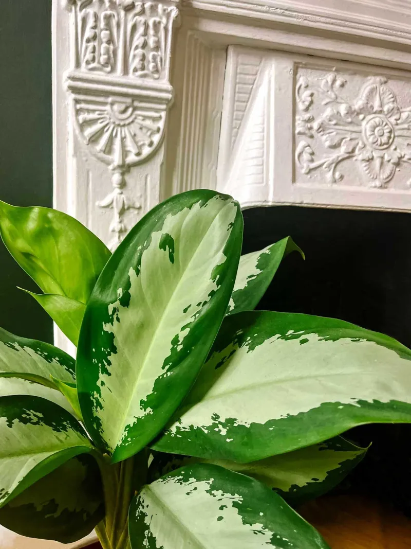 Florida Plants That Do Well in the Shade Without Much Attention 10 Chinese Evergreen