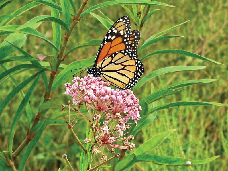 Swamp Milkweed