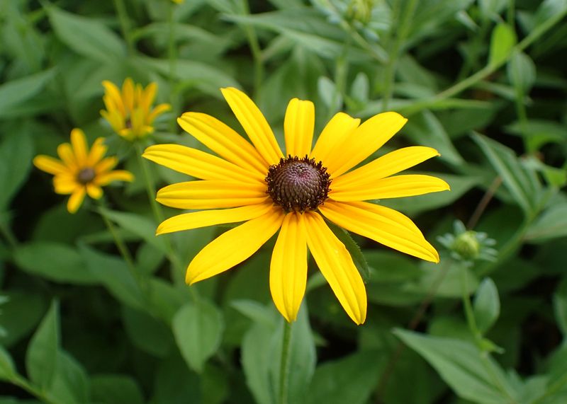 Black-Eyed Susan (Rudbeckia hirta)