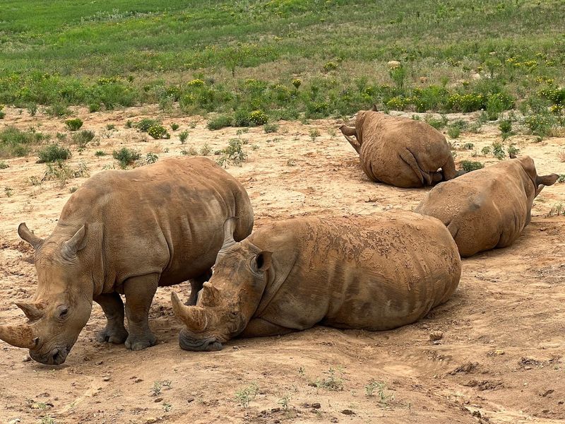 Getting Up Close With Rhinos