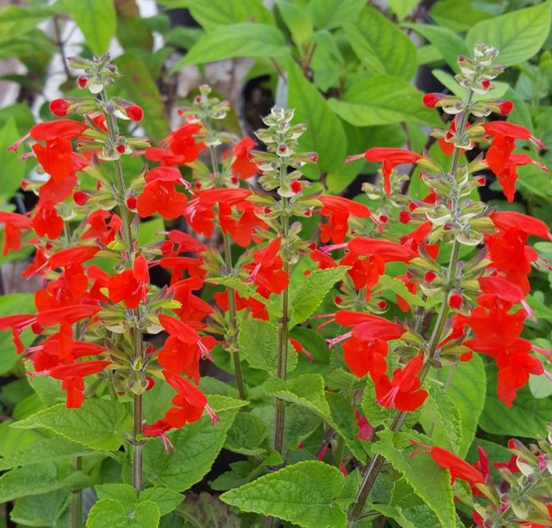 Tropical Sage (Salvia coccinea 'Lady in Red')