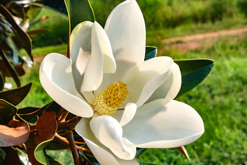 Fragrant Plants That Bring Both Color and Scent to Florida Gardens 8 Magnolia