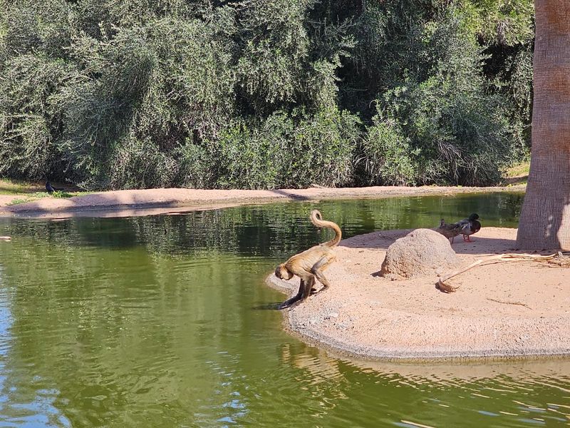 The Safari Tram Tour Through Adventure Land