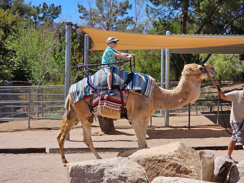 Camel Rides