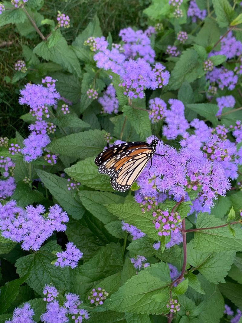 Florida Plants That Bring Butterflies and Bees Into Your Garden Naturally 10 Mistflower