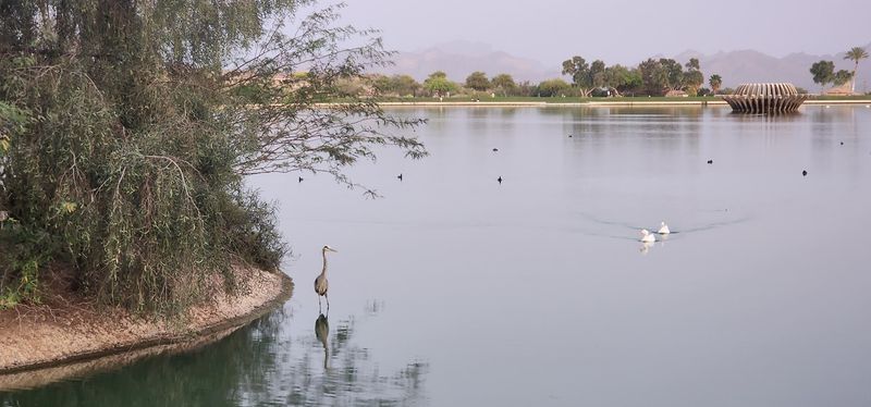 This famous Arizona fountain is an incredible sight you can enjoy for free 11 Wildlife and Bird Watching Around the Lake