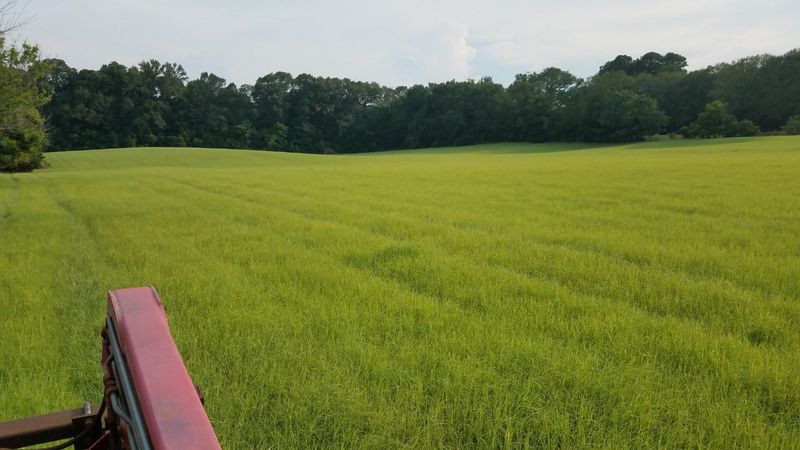 Jacksonville - Jacksonville, Texas