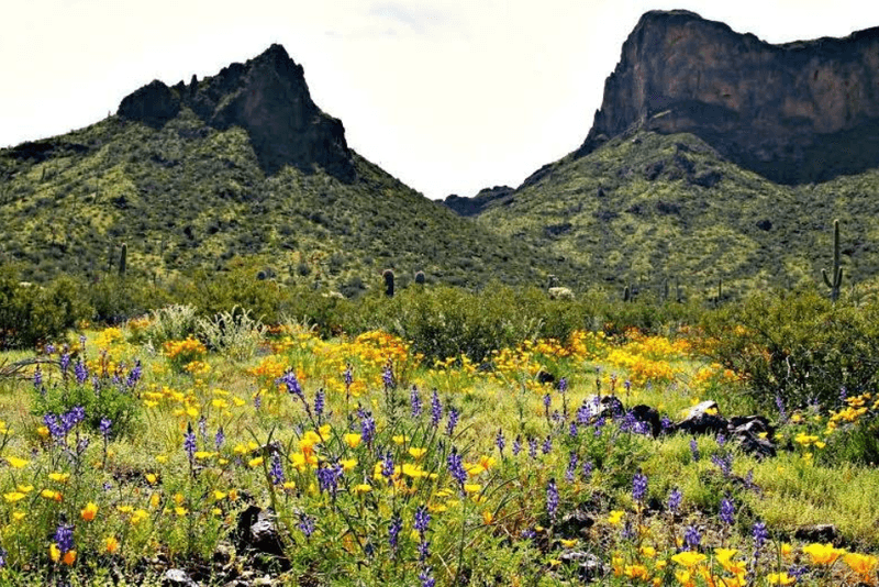 This stunning Arizona state park is too beautiful to keep secret 4 Wildflower Season Turns the Desert Into a Painting