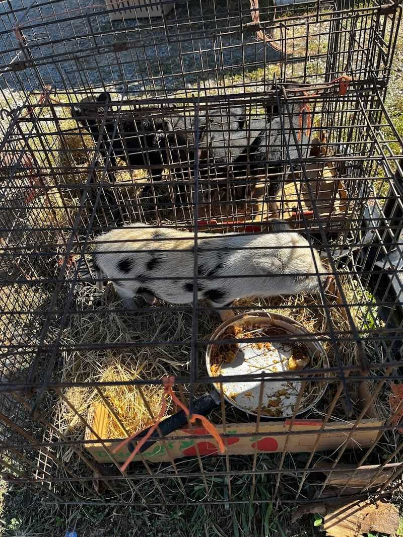 Live Animals That Steal the Show