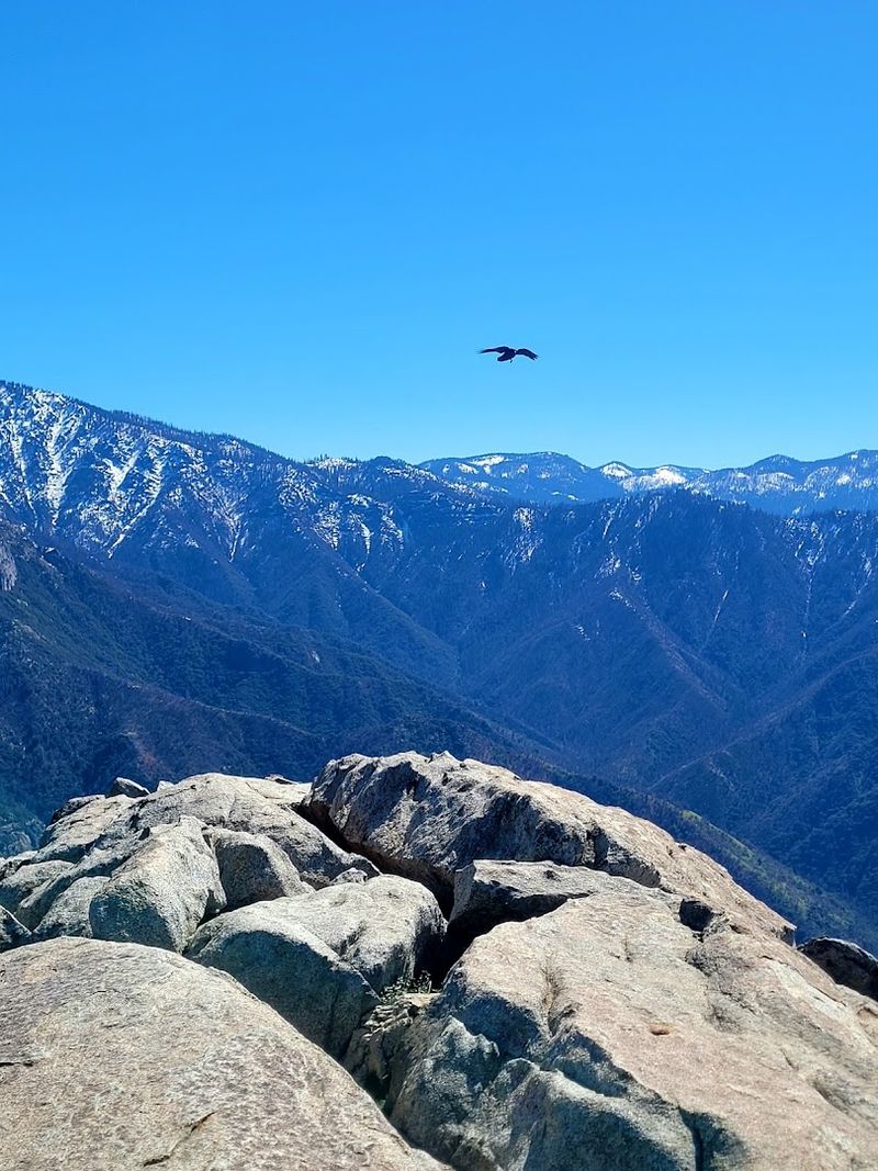 Wildlife You Might Spot Along the Way