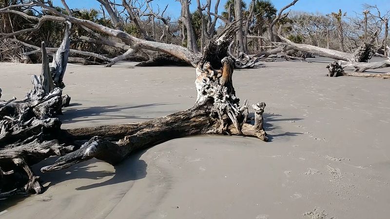 How Driftwood Beach Compares to Typical Florida Beaches